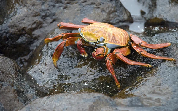 stock image Sally Lightfoot Crab