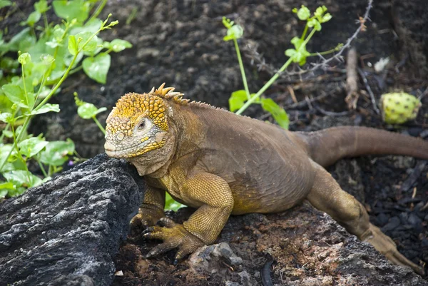 Země iguana Royalty Free Stock Obrázky