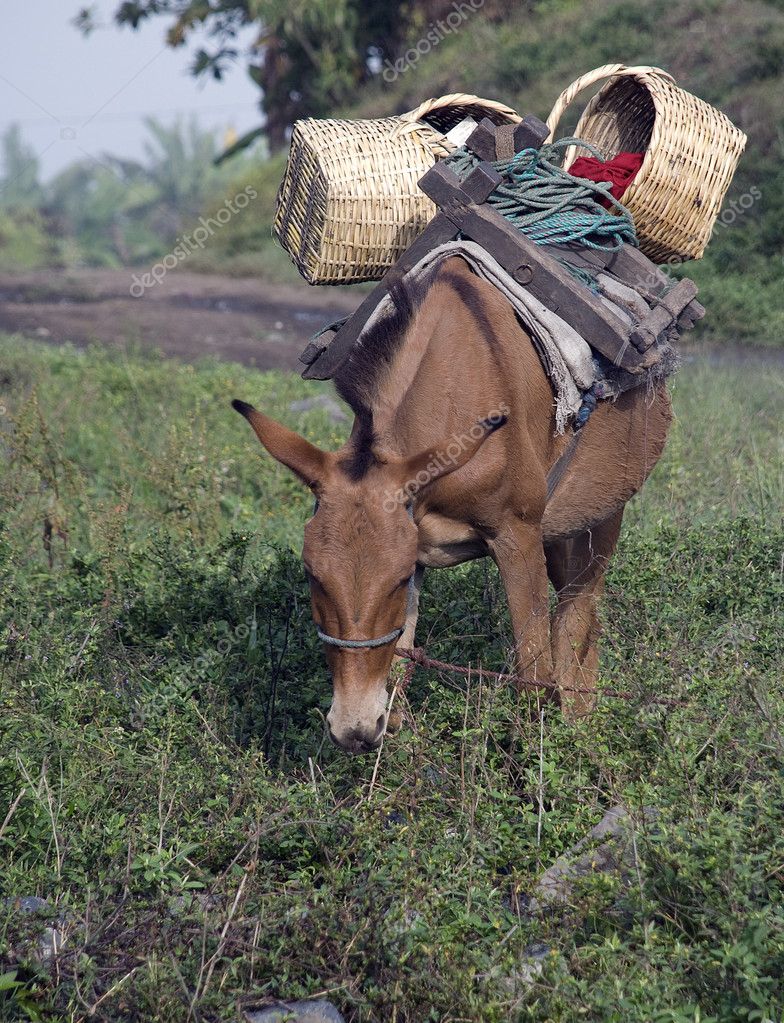 Mule with Load Stock Photo by ©ecuadorrebel 2284488