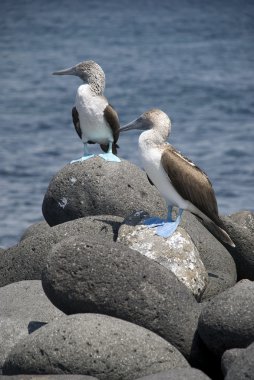 Mavi ayaklı Boobies