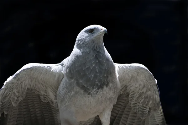 Buzzard-Eagle de peito preto — Fotografia de Stock