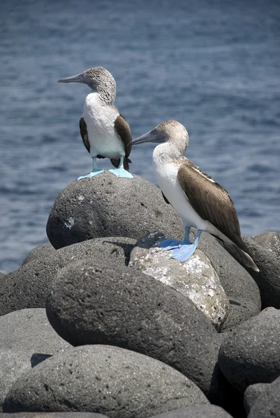 Blue Footed Boobies — Stockfoto