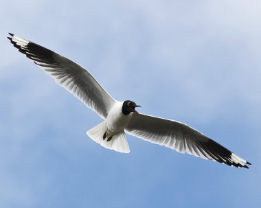 Andean Gull clipart