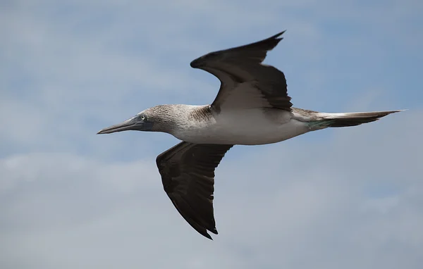 Blue footed booby under flygning Stockfoto
