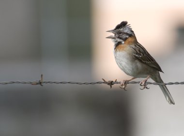 Rufus Collared Sparrow clipart