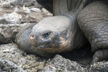 Giant Tortoise clipart