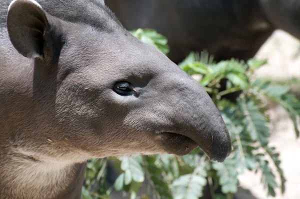 Tapir — Stock Photo, Image