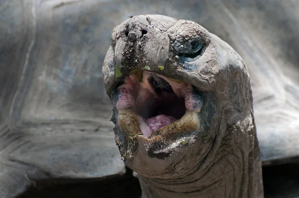 Giant Tortoise — Stock Photo, Image