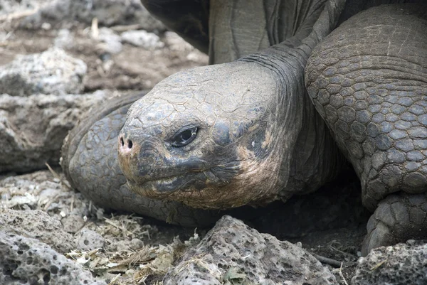 Гигантская черепаха Лицензионные Стоковые Изображения