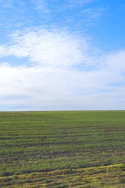 Champ vert sur fond bleu ciel — Photo