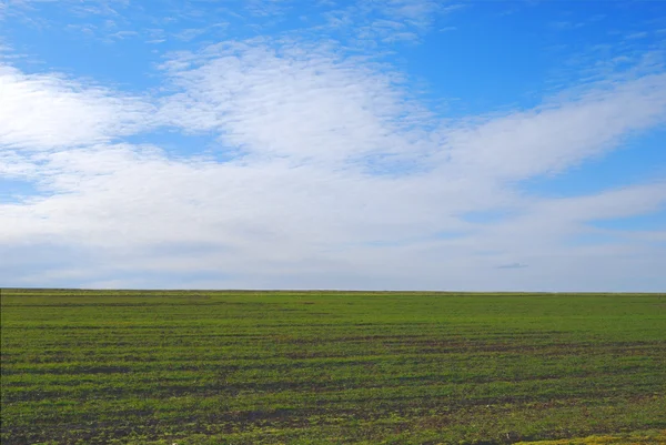 Green field on blue sky background — Stock Photo, Image