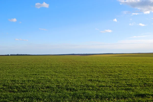 Campo verde no fundo céu azul — Fotografia de Stock