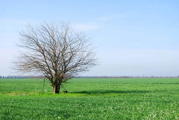 Ett träd i fältet — Stockfoto