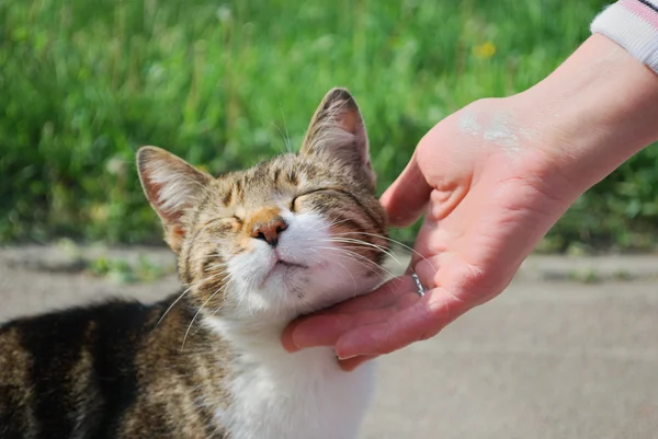 stock image Hand stroking the cat