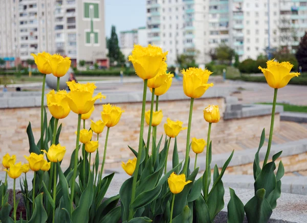 Yellow tulips against the town — Stok fotoğraf