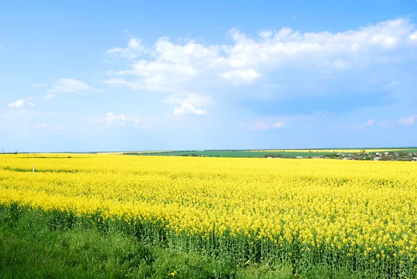 Gult fält och blå himmel — Stockfoto
