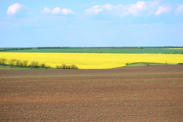 Żółte pole i błękitne niebo — Zdjęcie stockowe