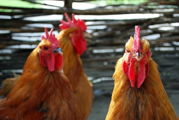 stock image Three cocks in the poultry-yard