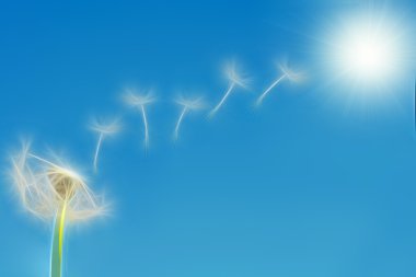Illustration of dandelion flying seeds clipart