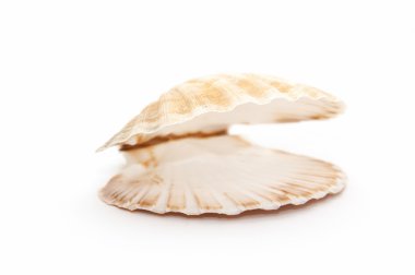 Open seashell clipart