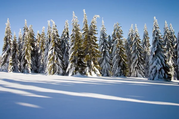 Vinterlandskap med barrträd — Stockfoto
