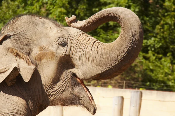 Elephant picking up his trunk — Stock Photo, Image