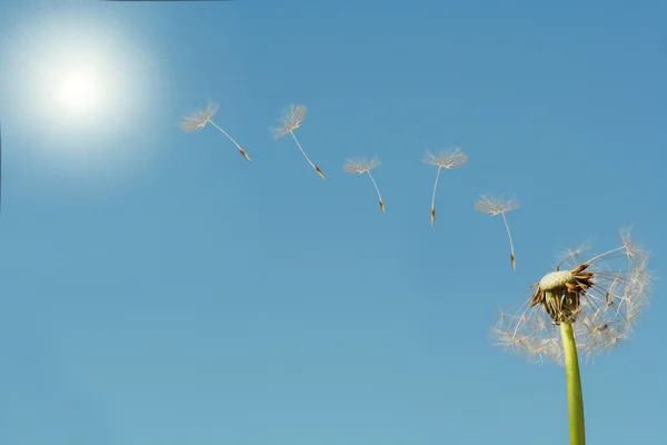 stock image Dandelion seeds flying to sun