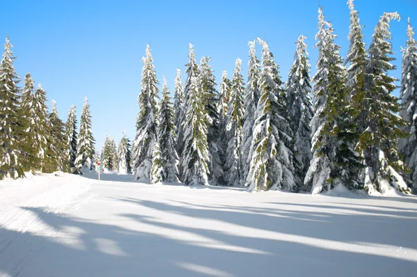 Winter landscape with conifers Stock Picture