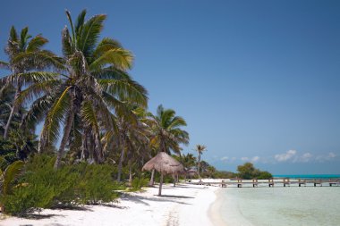 Beach on the Isla Contoy, Mexico clipart