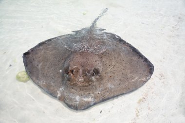 Stingray in a shallow water clipart