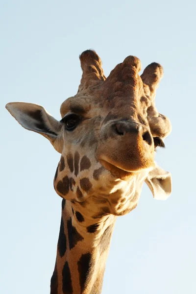 Hoofd van giraffe op blauwe hemelachtergrond — Stockfoto