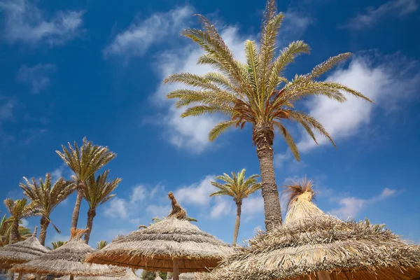 Rieten parasol en palm bomen — Stockfoto