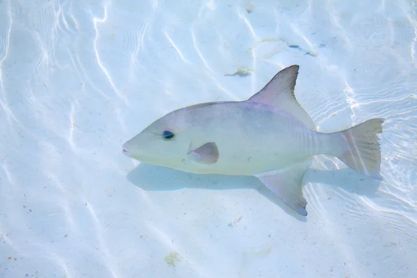 Triggerfish en aguas poco profundas —  Fotos de Stock