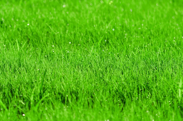 Fondo de hierba verde con DOF poco profundo — Foto de Stock