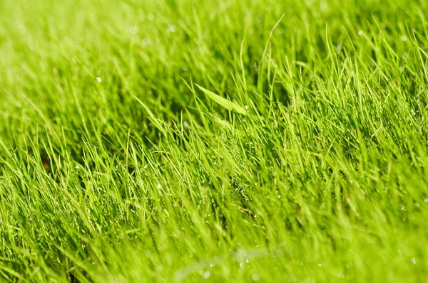 Зеленый травяной фон с мелким DOF — стоковое фото