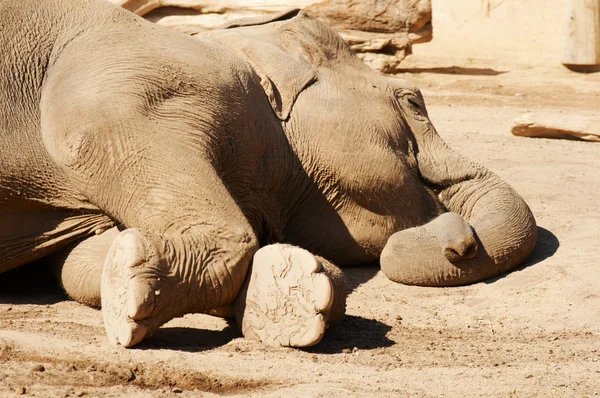 Sleeping elephant — Stock Photo, Image