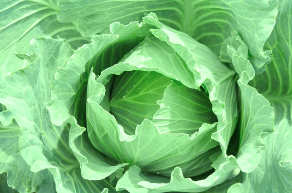 Cabbage background — Stock Photo, Image