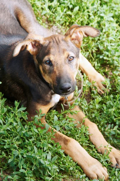 Melez köpek çim üzerinde yalan