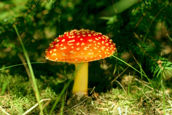 stock image Fly agaric in the forest