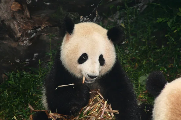 stock image Giant panda eating bamboo