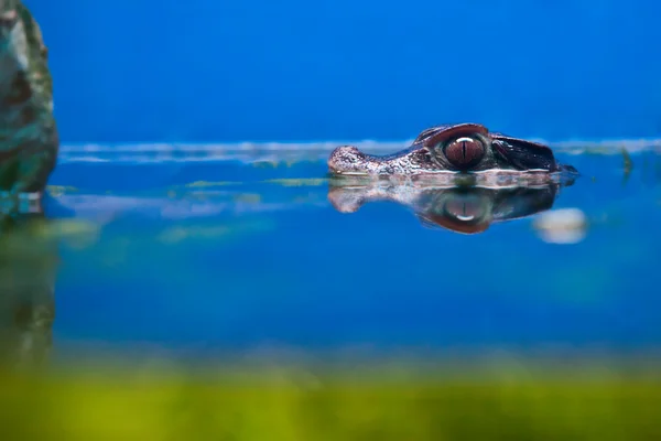 Liten krokodil chef över vatten — Stockfoto