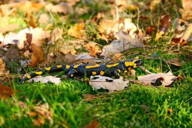 Fire salamander clipart