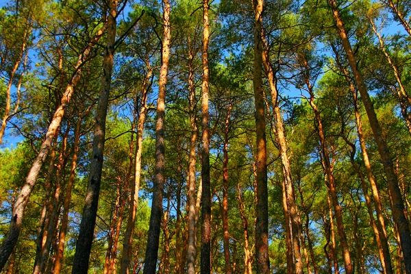 stock image Tall pine trees