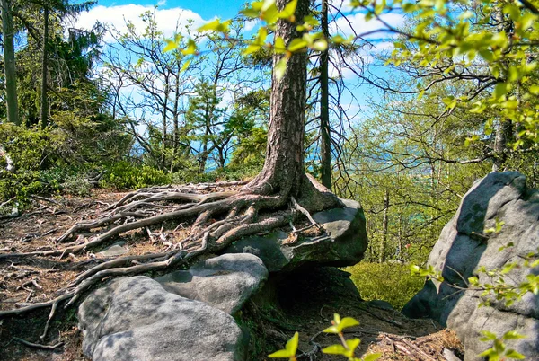 Spruce trädet i rock labyrint — Stockfoto