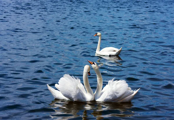 Three white swans — Stock Photo, Image