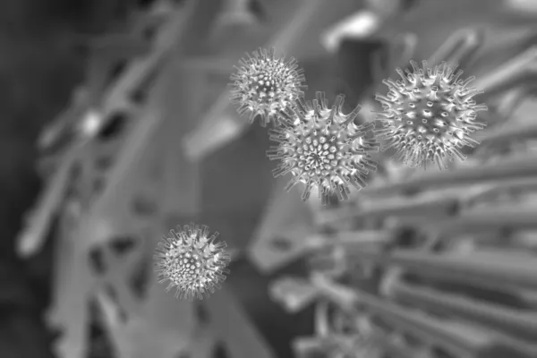 Virus - Microscopía electrónica de barrido — Foto de Stock