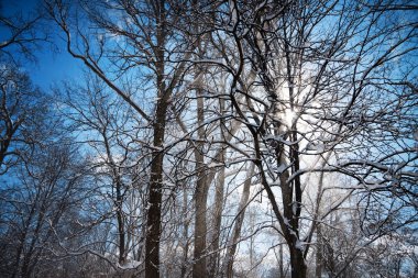 Sunbeam in blowing snow around trees clipart