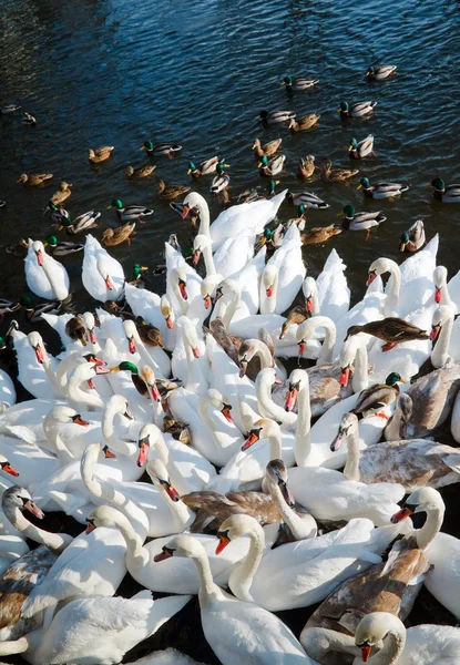 Swans and ducks gathering — Stock Photo, Image