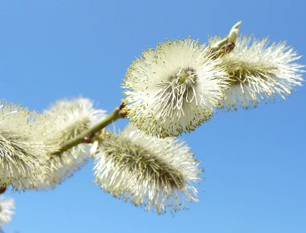 stock image Spring tenderness