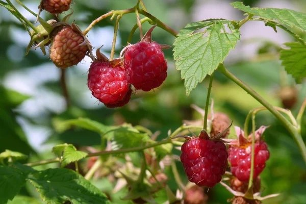 Raspberry bush — Stockfoto